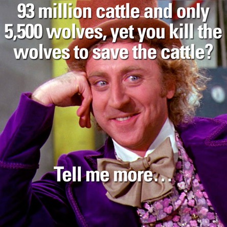 93-million-cattle